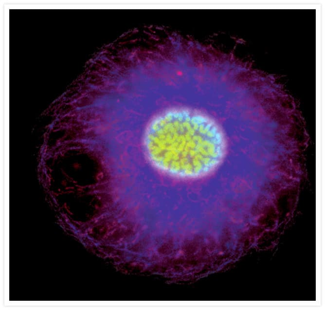 Alpha Tubulin Antibody (clone 236-10501)