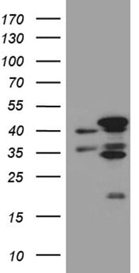 Monoclonal Mouse anti-Human FAM54A / DUFD1 Antibody (clone OTI6C8, WB)