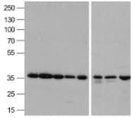 Polyclonal Rabbit anti-Human GAPDH Antibody (IHC, IF, WB)