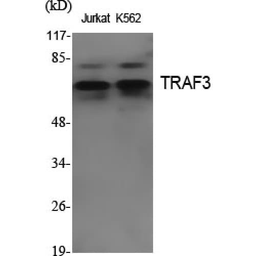 TRAF3 Antibody (Internal)