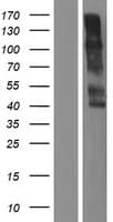 KIR2DL1 / CD158a Protein (Over-Expression Lysate Myc-DDK (Flag))