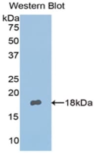 NPNT / Nephronectin Antibody (aa418-565)