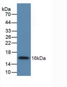 UGCG Antibody (aa39-171, APC)