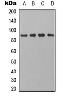 Polyclonal Rabbit anti-Human CDH22 / Cadherin 22 Antibody (Internal, IF, WB)