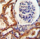 Polyclonal Rabbit anti-Human DNAJC22 / FLJ13236 Antibody (aa247-276, IHC, WB)