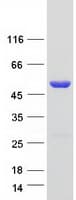 Human SCRN3 Protein (Recombinant Myc-DDK (Flag))