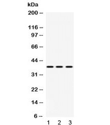 GNB1 Antibody
