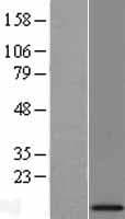 MRPL34 Protein (Over-Expression Lysate Myc-DDK (Flag))