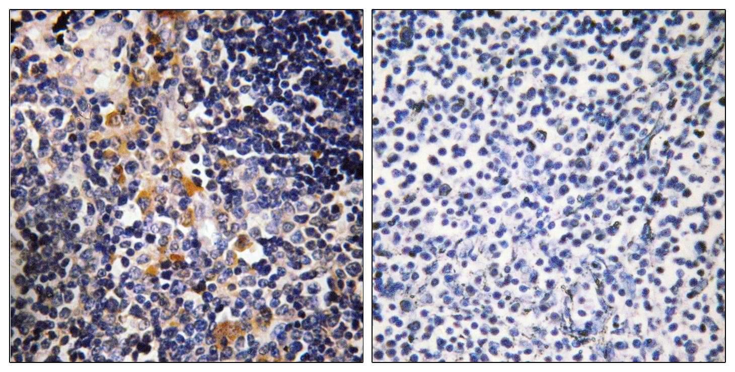 MCPH1 Antibody