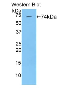 FBLN4 / EFEMP2 Antibody (aa26-443, PE)