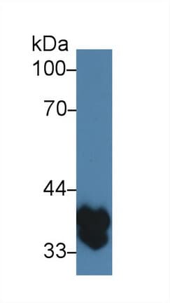 TMEM173 / STING Antibody (aa160-371, APC)