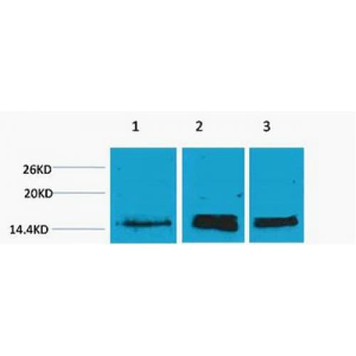 Histone H3 Antibody