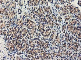 APBB3 Antibody (clone OTI5G3)