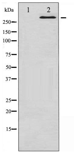 Polyclonal Rabbit anti-Human MTOR Antibody (phospho-Ser2481, IHC, IF, WB)