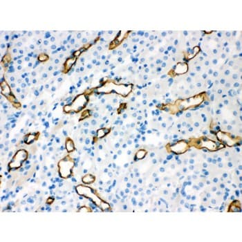 Polyclonal Rabbit anti-Human AQP1 / Aquaporin 1 Antibody (aa240-269, IHC, WB)