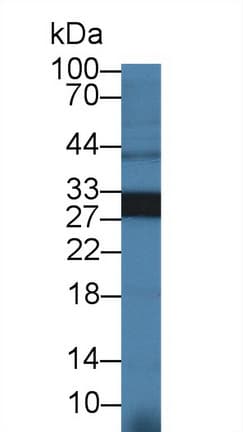 HMOX1 / HO-1 Antibody (aa1-289)