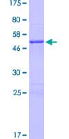 Human GADD45GIP1 / CRIF1 Protein (Recombinant GST)