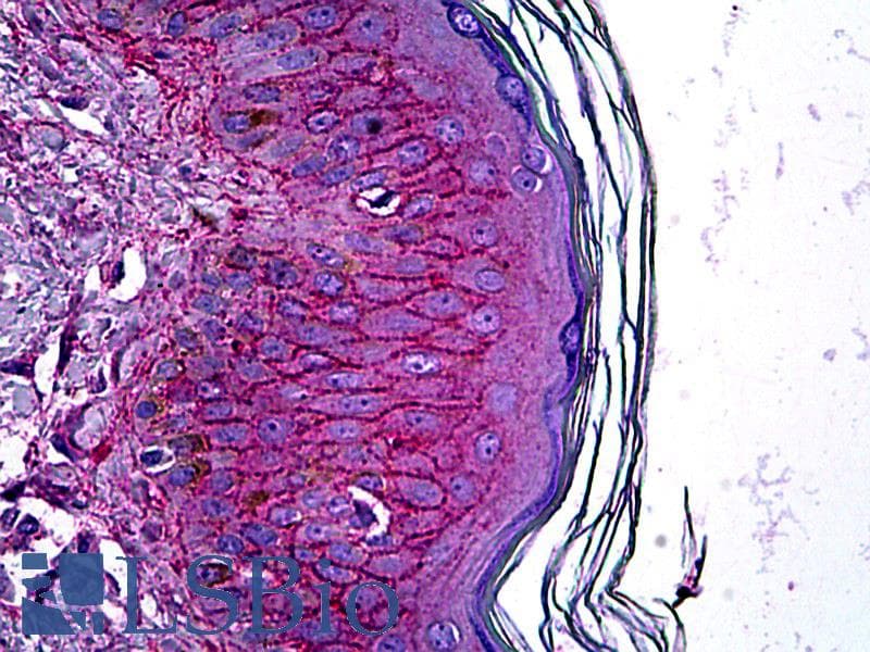 IHC-plus™ KIAA1524 / p90 Autoantigen Antibody (C-Terminus, clone 2G10)