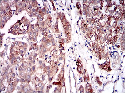 SERPINA7 / TBG Antibody (aa168-302, clone 5B11E9)