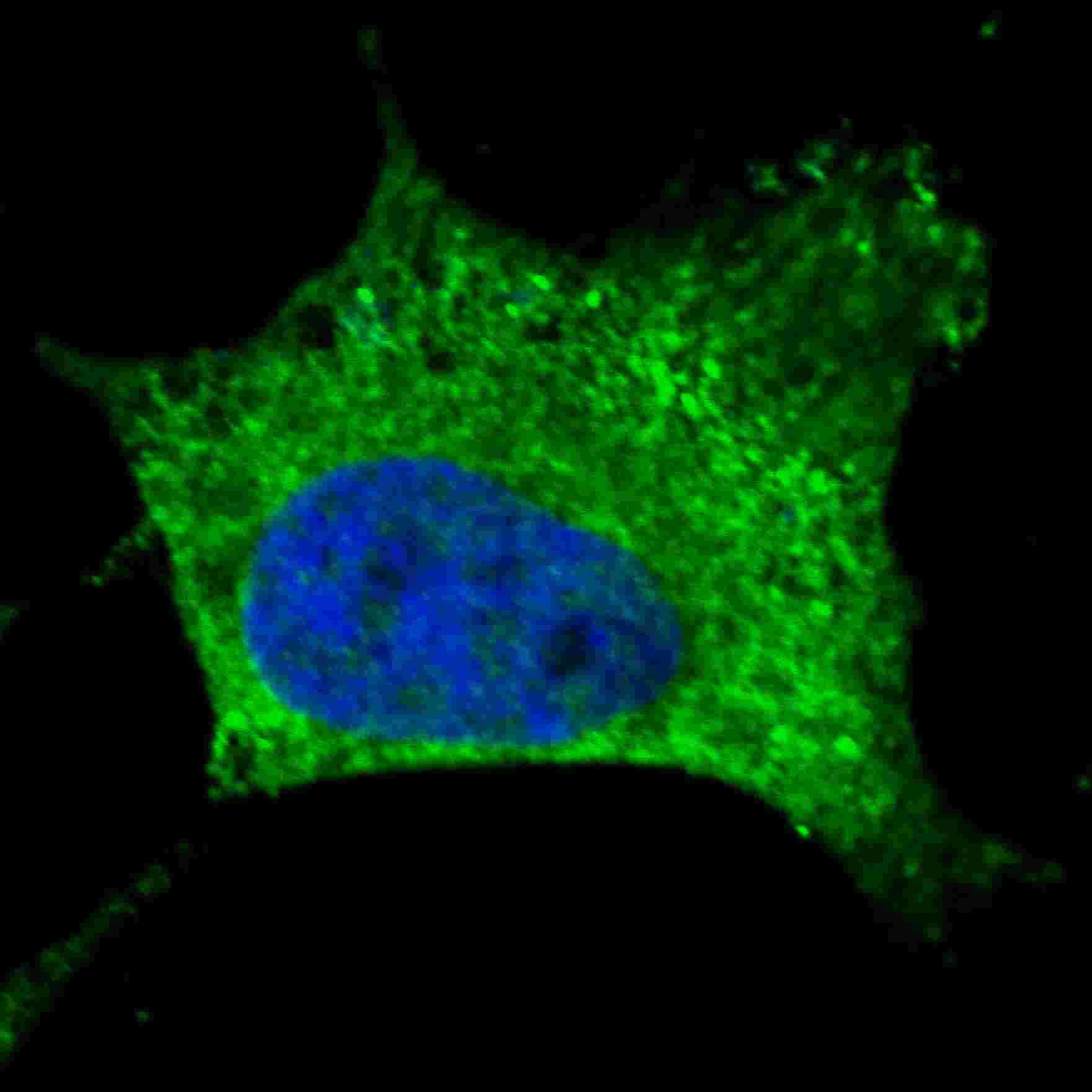 NGFR / CD271 / TNR16 Antibody