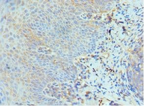 GCN2 Antibody (aa1-300)