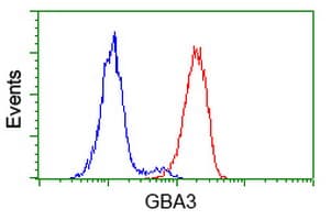 GBA3 / CBG Antibody (clone OTI1F1)