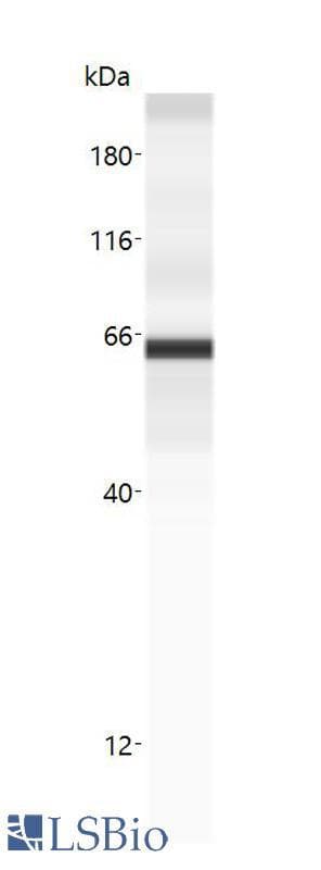 PathPlus™ CD36 Antibody