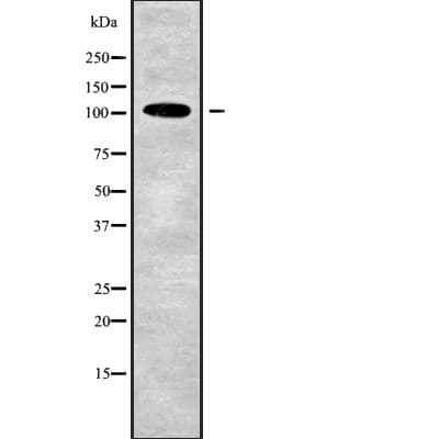TJP3 / ZO3 Antibody