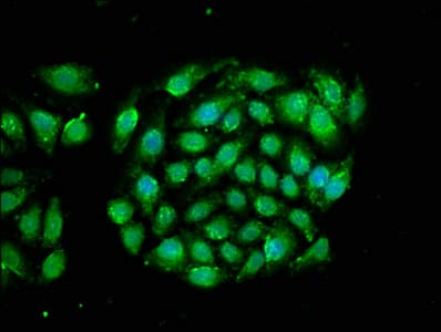 IHC-plus™ RRAGA Antibody