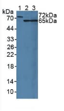 MUC20 Antibody (aa113-347)
