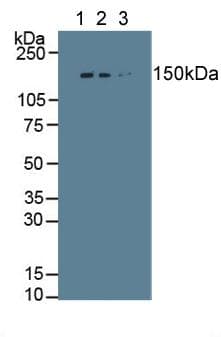 COL1A1 / Collagen I Alpha 1 Antibody (aa1218-1440)