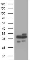 PSMA2 Antibody (clone OTI1E1)