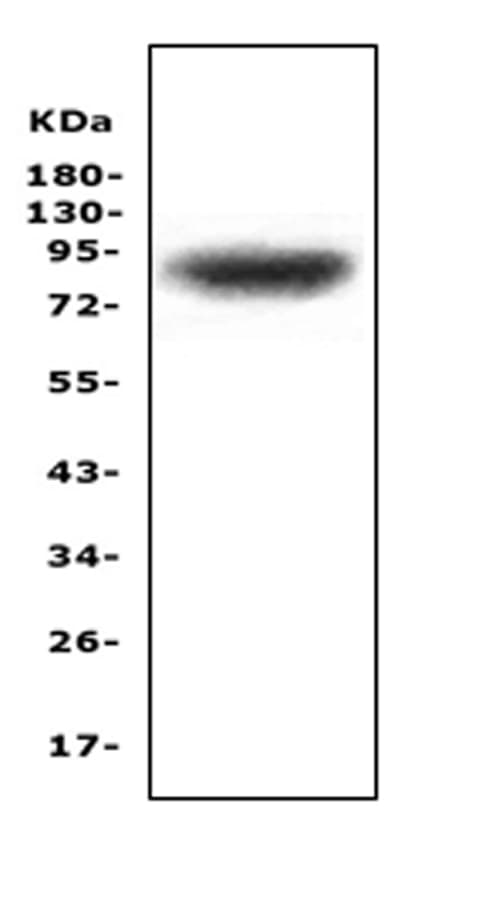 Polyclonal Rabbit anti-Human ZAK / MLTK Antibody (WB)