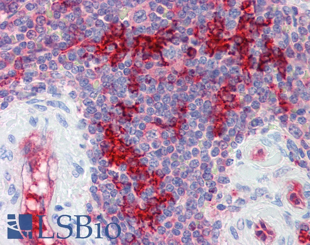 Polyclonal Rabbit anti-Human MRNP41 / RAE1 Antibody (C-Terminus, IHC, WB)