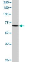 MZF / MZF1 Antibody (clone 1F7)
