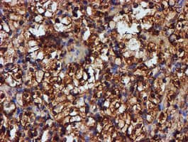 Endonuclease G / ENDOG Antibody (clone OTI5F1)