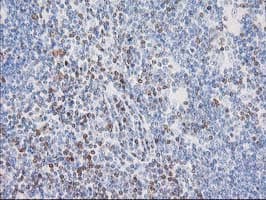 STAT4 Antibody (clone OTI 1H3)