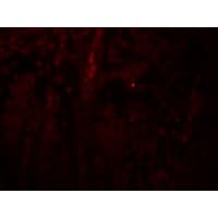 IHC-plus™ PACS1 Antibody