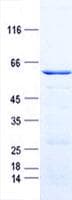 Human CENPO Protein (Recombinant GST, N-terminus + His, C-terminus)