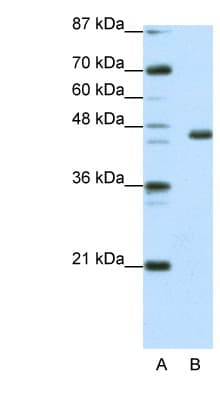 EGR4 / EGR-4 Antibody (C-Terminus)