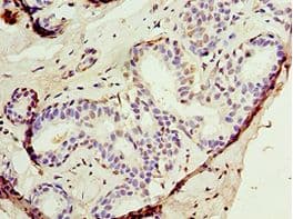 AUTL1 / ATG4C Antibody (aa259-458)