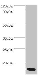 CCL11 / Eotaxin Antibody (aa1-97)