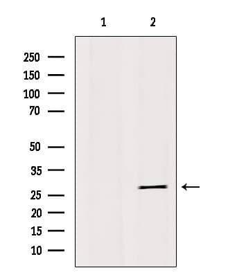 IGFBP4 Antibody