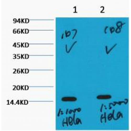 Histone H3 Antibody (clone Q12)