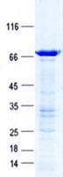 Human IRF4 Protein (Recombinant GST, N-terminus + His, C-terminus)