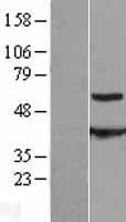 Human CCT8L2 Protein (Over-Expression Lysate Myc-DDK (Flag))