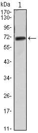Monoclonal Mouse anti-Human FAK / Focal Adhesion Kinase Antibody (clone 10H7A6, WB)