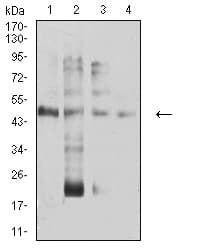 TFAP2A / AP-2 Antibody (clone 2H9F12)