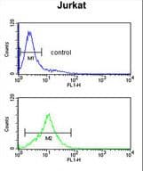 GAS7 Antibody (aa438-465)