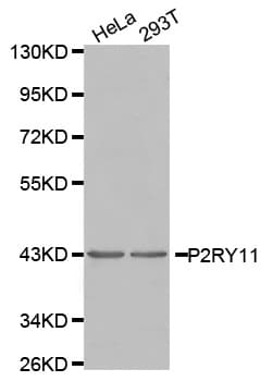 P2RY11 / P2Y11 Antibody